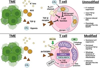 Manipulation of metabolic pathways to promote stem-like and memory T cell phenotypes for immunotherapy